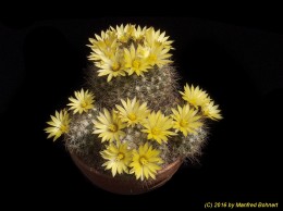 Mammillaria melaleuca 1494